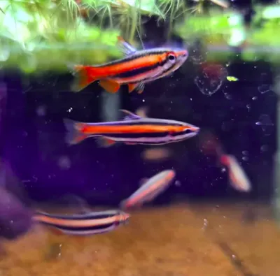 Buy Bucephalandra Akantha | Iven Betta from Largest Online